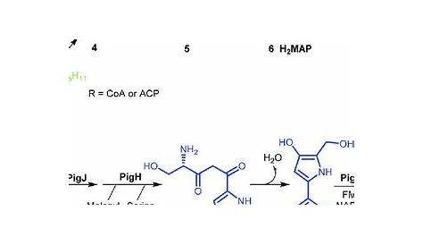 Prodigiosin Uses Thermoregulation Of Biosynthesis By Serratia