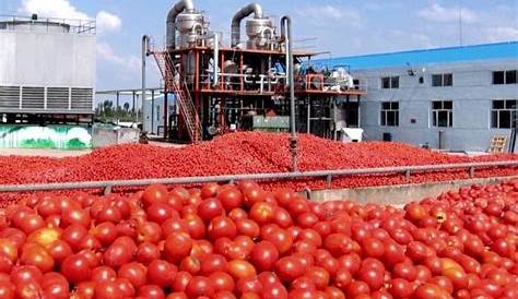 Ligne de production de concentré de tomates | Contact CEPL