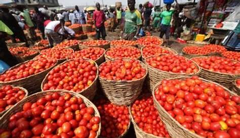 Tomate industrielle à Annaba : 1,2 million de quintaux seront produits