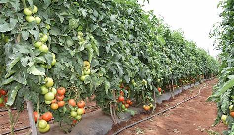 Tomate industrielle à Annaba : 1,2 million de quintaux seront produits