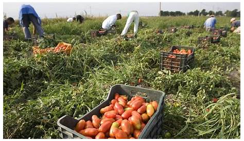Des ramasseurs de tomates africains surexploités dans le sud de l’Italie