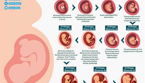 Gambar Proses Tumbuh Kembang Bayi dalam Kandungan