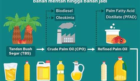 Infografik: Alur Proses Sawit Jadi Minyak Goreng | kumparan.com