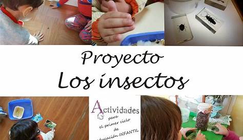 proyecto Montessori sobre los insectos | Actividades de insectos