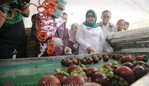 Buah Manggis Kabupaten Bogor Diekspor ke Tiongkok - Satu Harapan