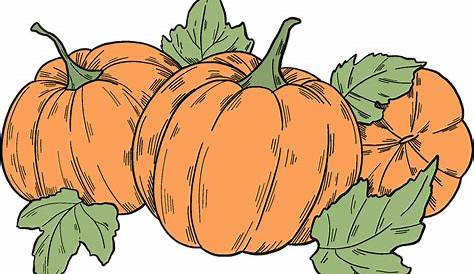 Pumpkin Patch Clipart - Pumpkin - Png Download - Full Size Clipart