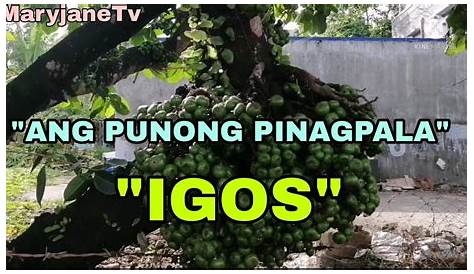 Ang Puno Ng Igos Ay Mag-usbong - napuno puno