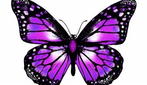 Butterfly PNG Images Transparent Background | PNG Play