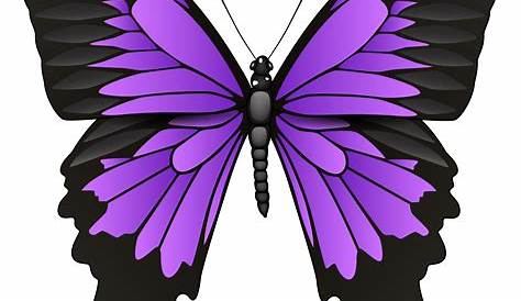 Butterfly PNG Images Transparent Background | PNG Play