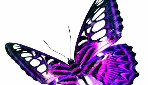 Purple Butterfly Decorative Transparent Image | Gallery Yopriceville