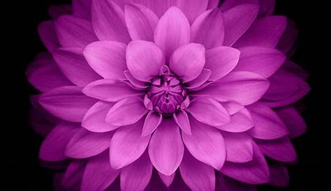 1080x1920 Purple Flowers Macro 4k Iphone 7,6s,6 Plus, Pixel xl ,One