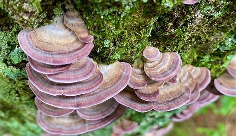 Purple Polypore Toothed Trichaptum Biforme Mushrooms Of Russia