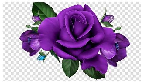 Download Purple Rose Png Hd Clipart Garden Roses Flower - Clip Art
