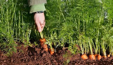 Comment semer les carottes au printemps pour Arnaud - YouTube