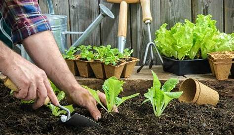 Quand et comment planter les salades d'hiver