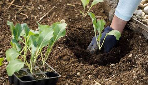 Semer et planter des choux : quand et comment faire ses semis