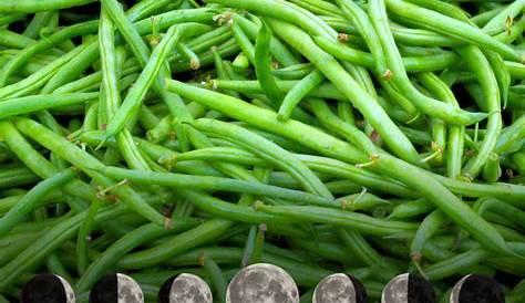 Semer les haricots verts avec la Lune | Haricot, Haricots verts