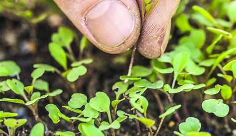 Comment bien planter des radis