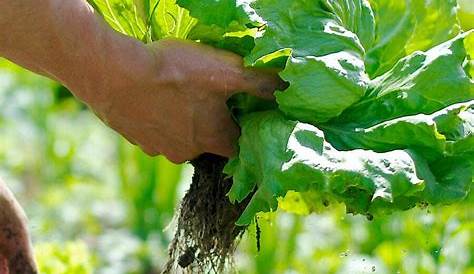 Planter et semer les salades avec la Lune en 7 étapes | Détente Jardin
