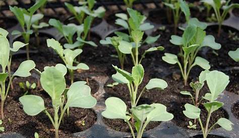 Comment semer, cultiver et récolter des choux