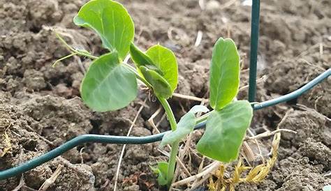 Tuto jardin - Comment semer des petits pois - YouTube