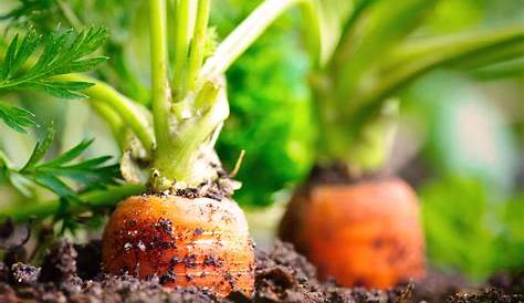 Tuto jardin - Comment éclaircir des semis de carottes - YouTube