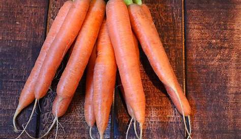 Quand semer et comment cultiver des carottes