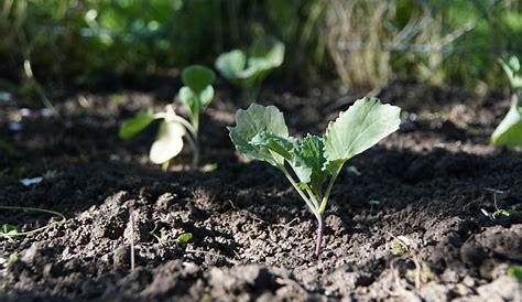 Semer et planter des choux : quand et comment faire ses semis