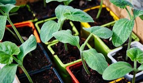Des Courgettes : Quand Planter et Comment Cultiver | La Pause Jardin