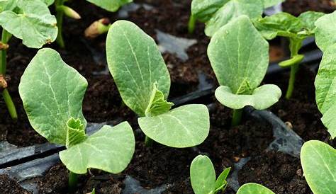 Comment cultiver la courgette en pot ? | Gamm vert