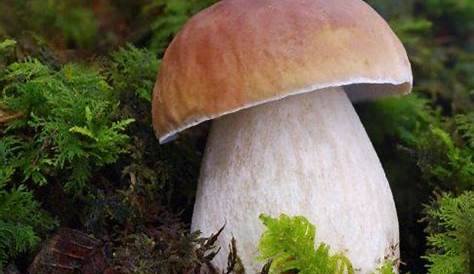 Quanti tipi di funghi esistono al mondo?