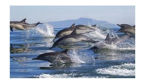 Quantos golfinhos estão na foto? Você pode encontrá-los em 40s