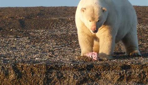Que Cache L'ours Polaire Sur Une Image De Plage : Montage Photo L Ours