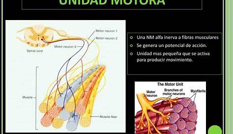 La unidad motora [Anatomía y Fisiología] ~ Optifutura