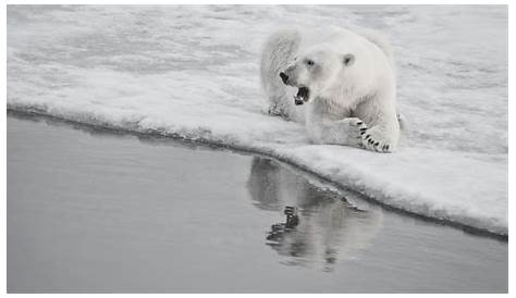 Écologie et français langue précoce : parler de l'ours polaire en cours