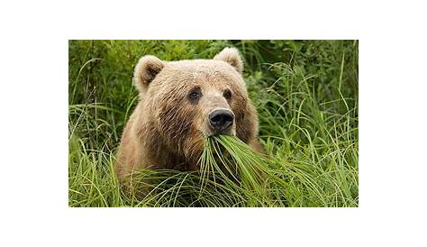 Que mangent les Ours bruns? Découvrez le Régime Alimentaire de l'Ours