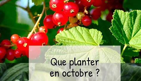 Que peut-on Planter en Octobre ? Bulbes, légumes... tour d'horizon