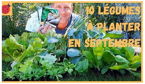¿Qué hortalizas plantar en agosto y septiembre? - Revista de limpieza