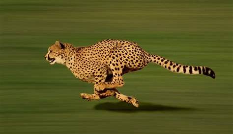 Top 10 des animaux les plus rapides de la planète
