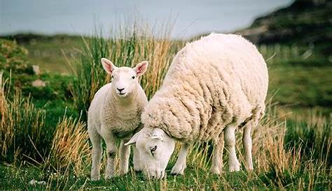 Quelle est la Différence entre un Mouton et un Agneau ? - Les differences