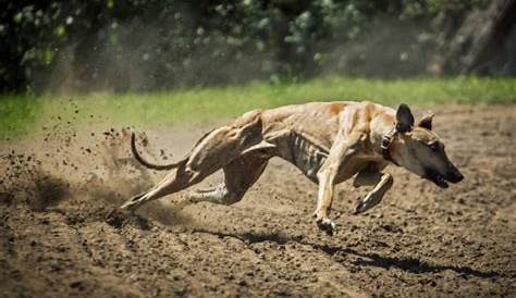 Le chien le plus rapide dans le monde du lévrier ou comme il est