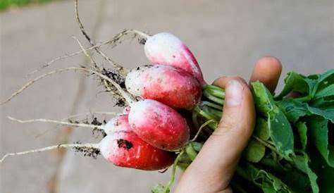 6 recettes pour mettre le radis en vedette | RICARDO