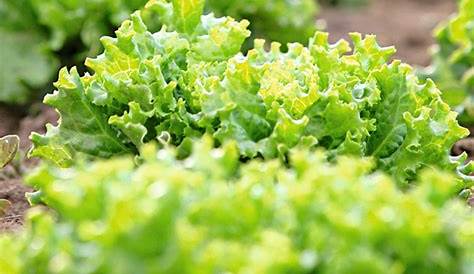 Comment repiquer la salade et la laitue ? | Jardinage potager, Jardin