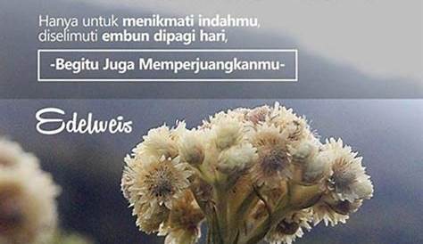 Quotes Cinta Bunga Edelweis : 39+ Kata Kata Romantis Edelweis : Mengapa