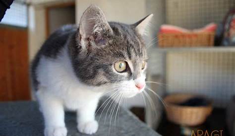 Race De Chat Tigre Gris Blanc APAGI Magic, CHAT Européen à La Robe Tigré Et