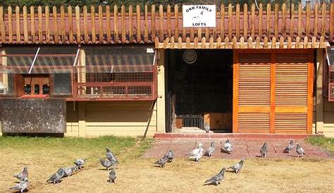 Small pigeon loft, Finland and City of Kokkola Pigeon Cage, Pet Pigeon