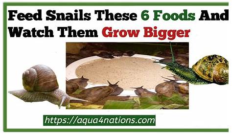 Unlock The Secrets Of Snail Farming: A Culinary Adventure