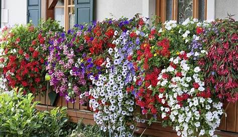 Machen Sie durch rankende Pflanzen den Balkon zum speziellen Ort