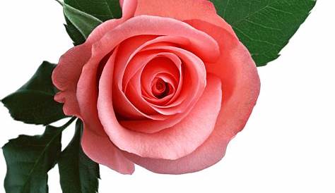 Pink Rose Flower Png – Idalias Salon