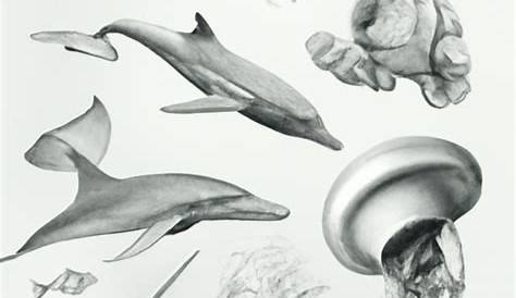 Sea Creatures Drawing Step By Step